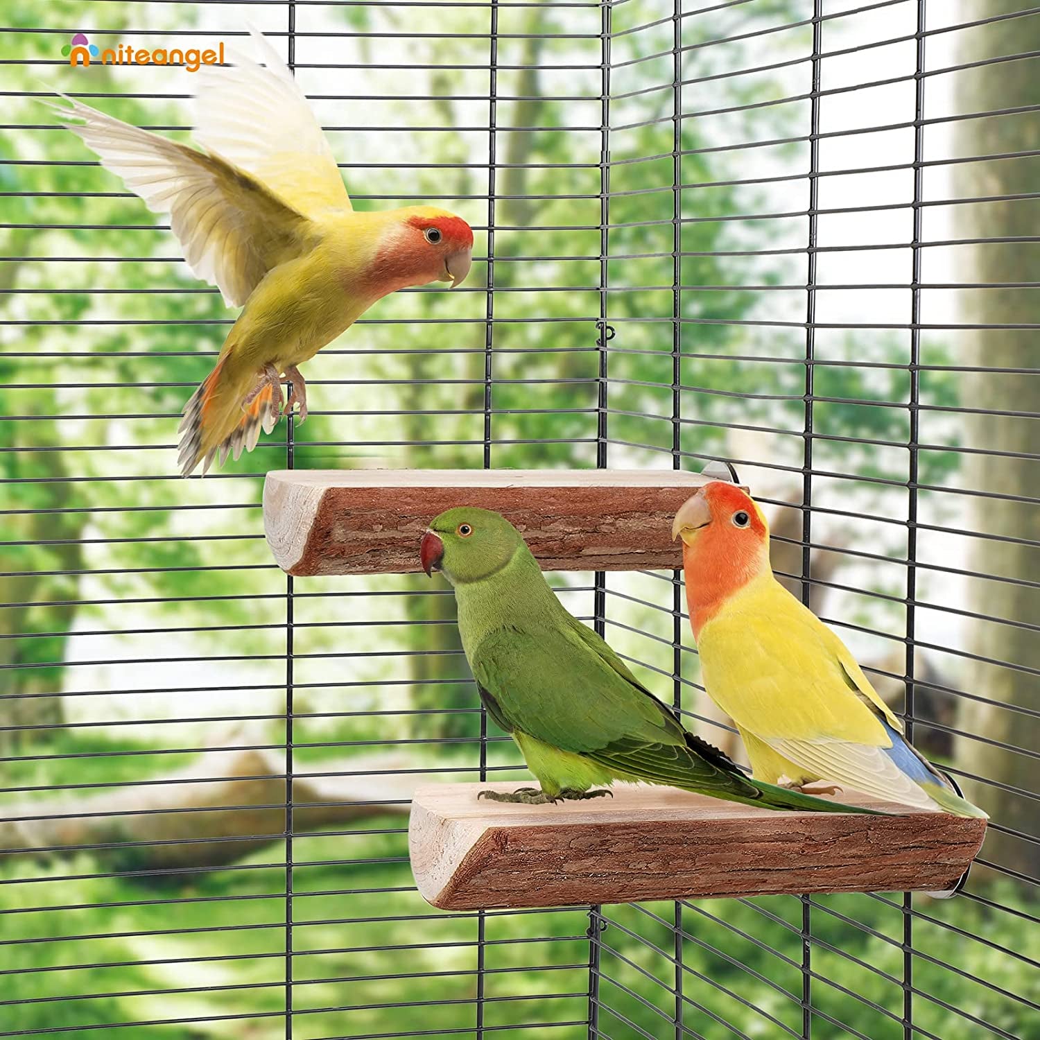 Natural Wood Flat Bird Perch 🐦🌿 Platform Resting Stand for Budgies & Cockatiels