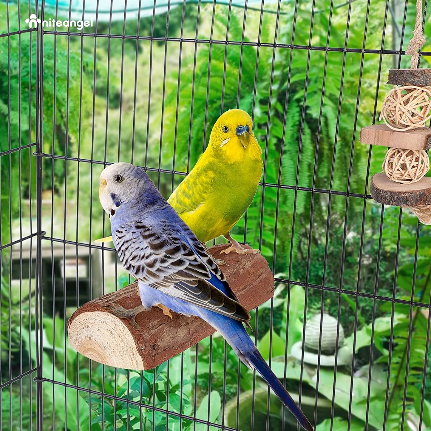 Natural Wood Flat Bird Perch 🐦🌿 Platform Resting Stand for Budgies & Cockatiels