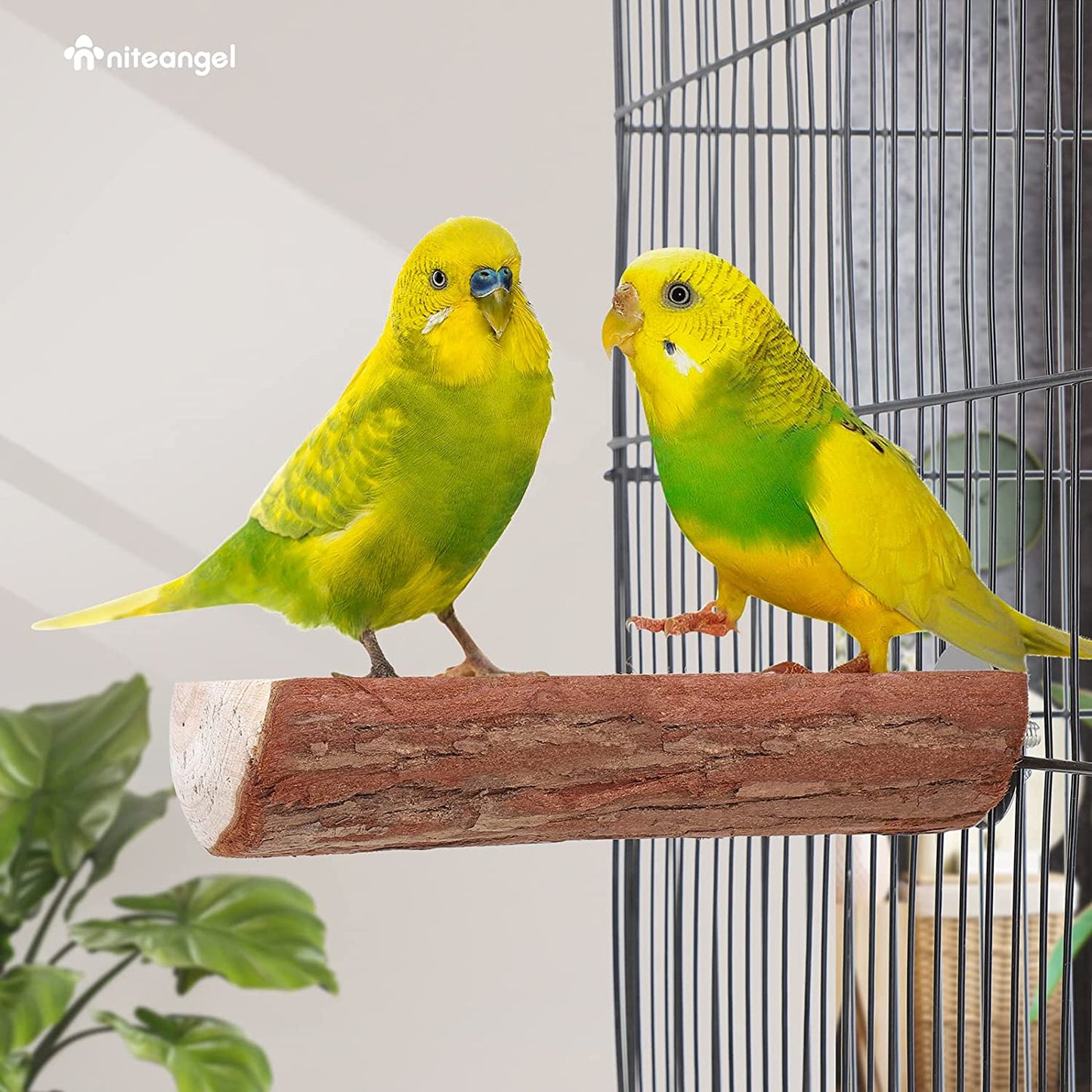 Natural Wood Flat Bird Perch 🐦🌿 Platform Resting Stand for Budgies & Cockatiels