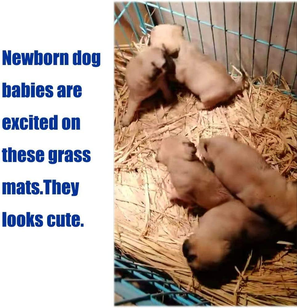 “Natural Grass Chew Mats 🌿🐰 12‑Pack for Rabbits, Guinea Pigs & More”