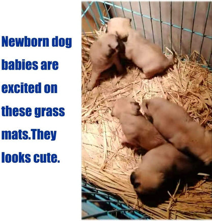 “Natural Grass Chew Mats 🌿🐰 12‑Pack for Rabbits, Guinea Pigs & More”